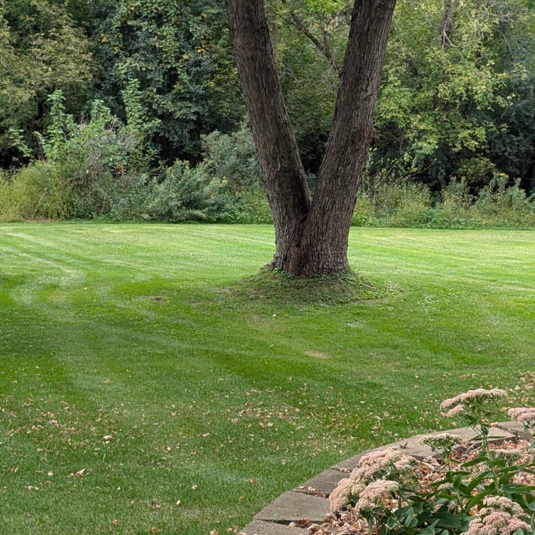 Lawn Care and Landscaping in Anoka, MN