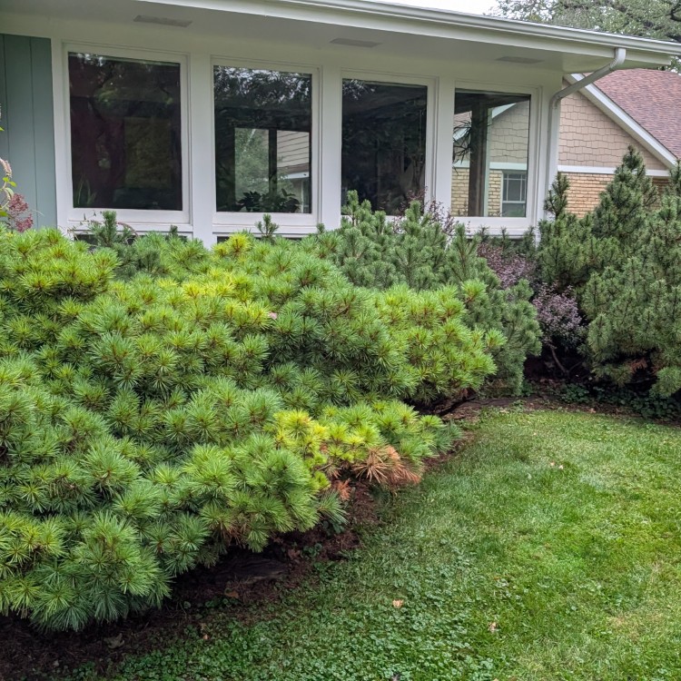 Lawn Care and Landscaping in Anoka, MN